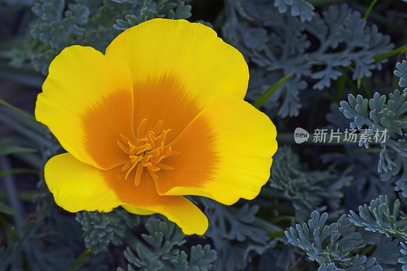 花菱草;Eschscholzia californica;威尔士虚张声势;加州。橙色的花。罂粟科。Fiscalini牧场保护区。花的特写。